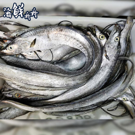 【野生】冰鲜（热气）油带鱼 商品图1