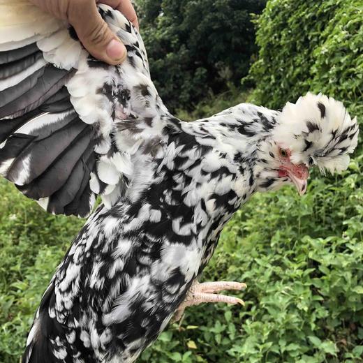 （鸡中珍品）贵妃鸡 商品图0