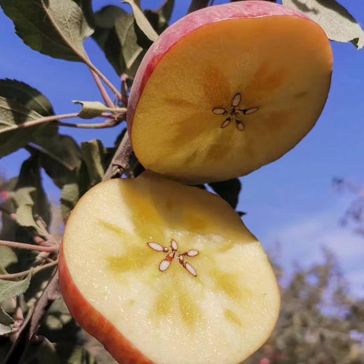 超甜阿克苏冰糖心苹果🍎脆甜多汁，超甜冰糖心，只有有机阿克苏才有这个口感，甜脆，带着新疆的尘土而来 它纯天然弱碱性沙质土壤培育，全年接受着天然雪山水的灌溉，造就了独特的口感 商品图3