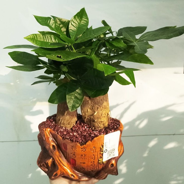 美佳惠生活盆景双株发财树