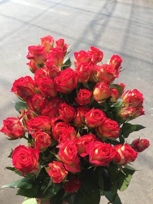 爱丽丝多头泡泡10支扎60公分