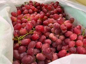 基地直采-国产无籽红提12
元/斤