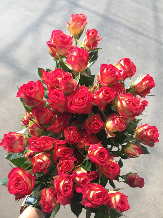 爱丽丝多头泡泡10支扎60公分