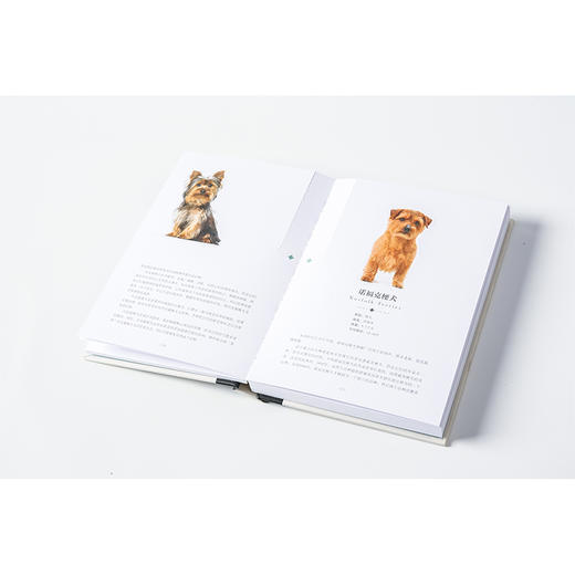 纸上景观:狗狗  商品图2