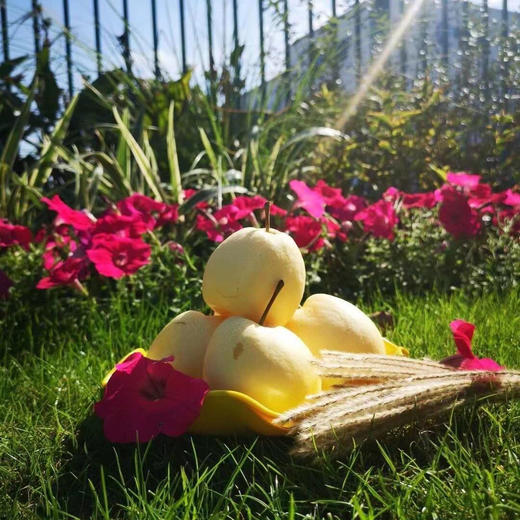 🎉🎉🎉【超甜一款，新上市品种】新品上市金蜜梨！！！超甜的，蜂蜜梨口感，脆，水分也多，秋天必备口感超赞 商品图6