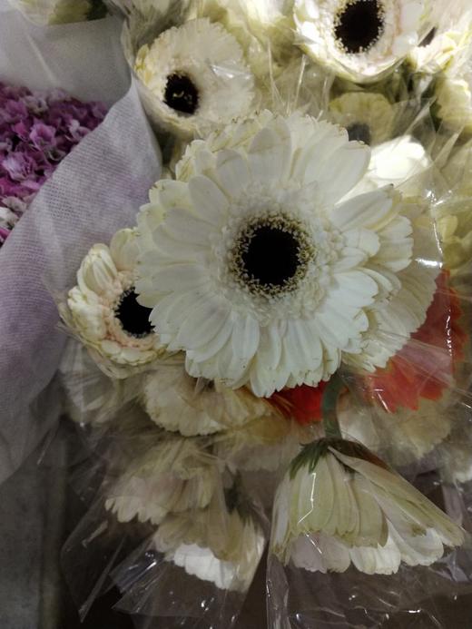 大花扶郎挑色各色都有点击进入挑色 商品图4