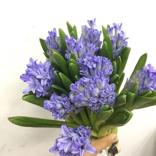 yh荷兰进口风信子浅蓝色