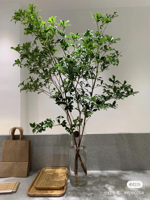 日本马醉木（1.3米大号） 商品图0