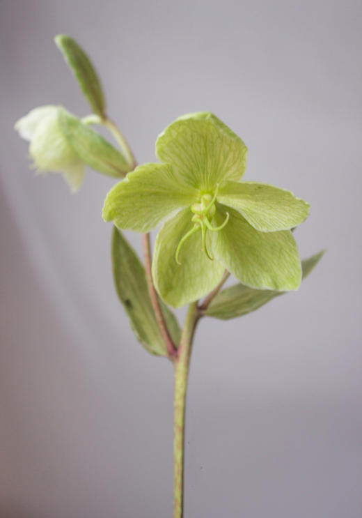 菟葵【任她们多漂亮，未及你矜贵】简小姐精选 超稀有复古小众花材 小清新系 菟葵1束 2束包邮 48小时发货 商品图5