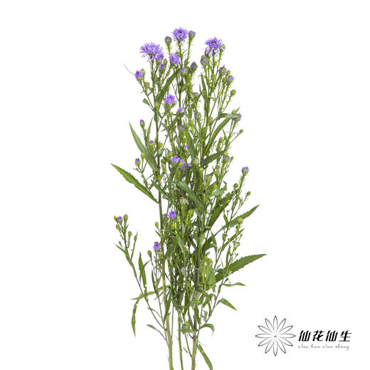 配花 | 孔雀草紫色 商品图4