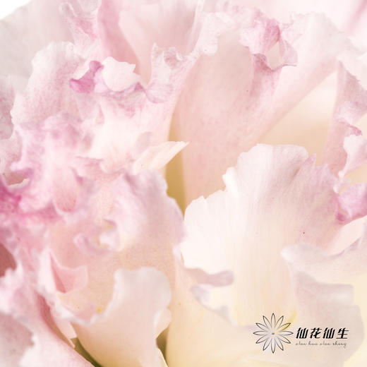 洋桔梗 | 阳光粉 商品图1