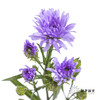 配花 | 孔雀草紫色 商品缩略图2