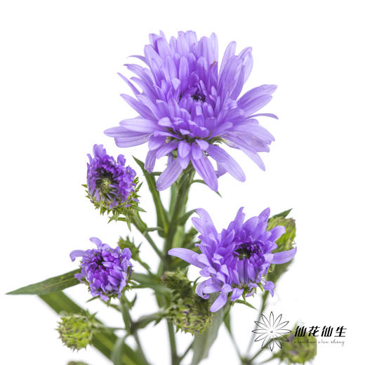 配花 | 孔雀草紫色 商品图2