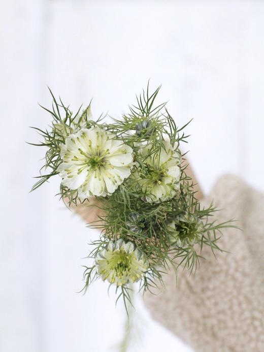 黑种草【绕过山河错落，才发现你是人间烟火】简小姐精选 稀有浪漫温柔少女系花材 黑种草1束  48小时发货 商品图7