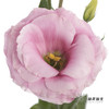 洋桔梗 | 粉色 商品缩略图2
