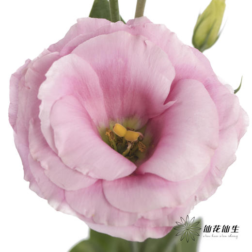 洋桔梗 | 粉色 商品图2