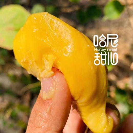 哈尼甜心猫山王盒装 商品图2