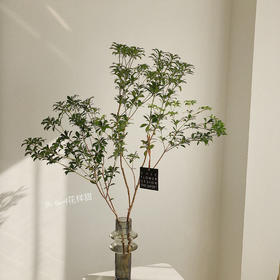 马醉木【马醉木一枝 不包含花瓶】