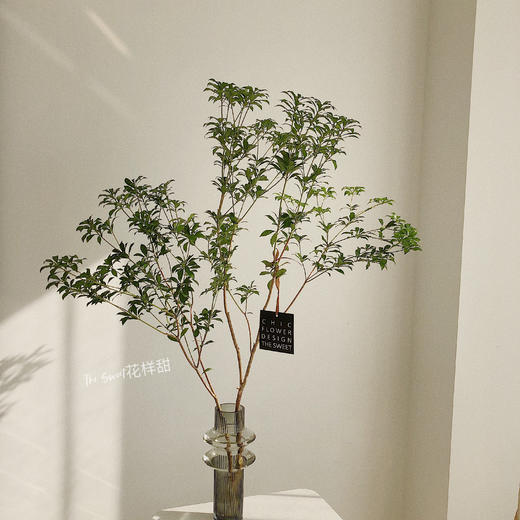 马醉木【马醉木一枝 不包含花瓶】 商品图0