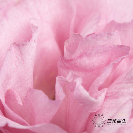 洋桔梗 | 粉色 商品图1