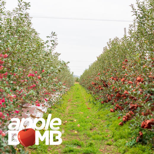 【脆甜浓香细腻】 [金色维纳斯]苹果   申通快递 商品图11