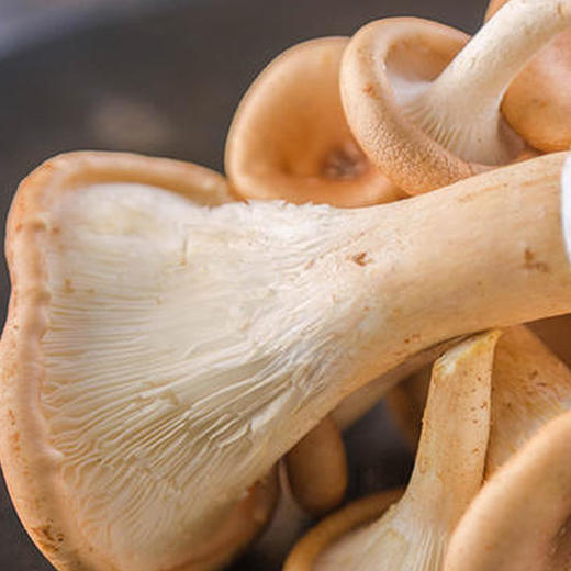 农品优选雷阿哥贵州特产猪肚菇干货120g