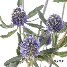 配果 | 情人果【运输途中果子易掉，介意慎拍】