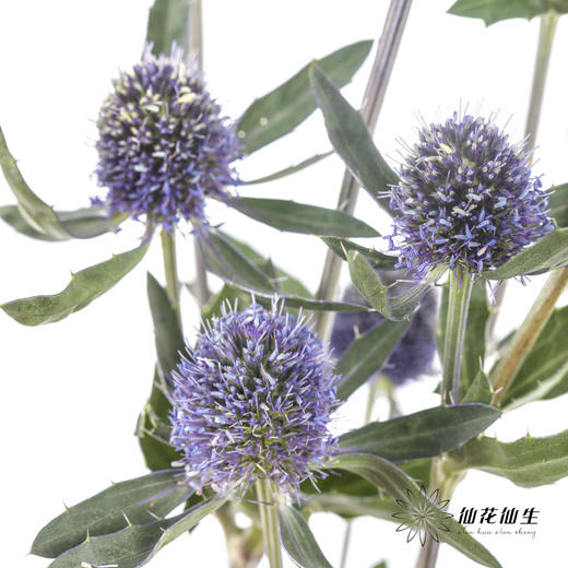 配果 | 情人果【运输途中果子易掉，介意慎拍】 商品图0