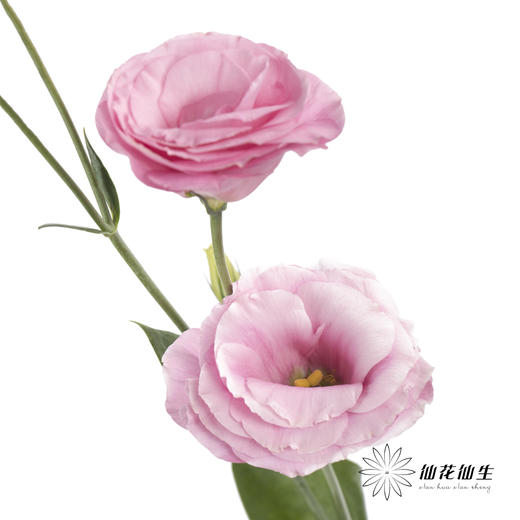 洋桔梗 | 粉色 商品图6