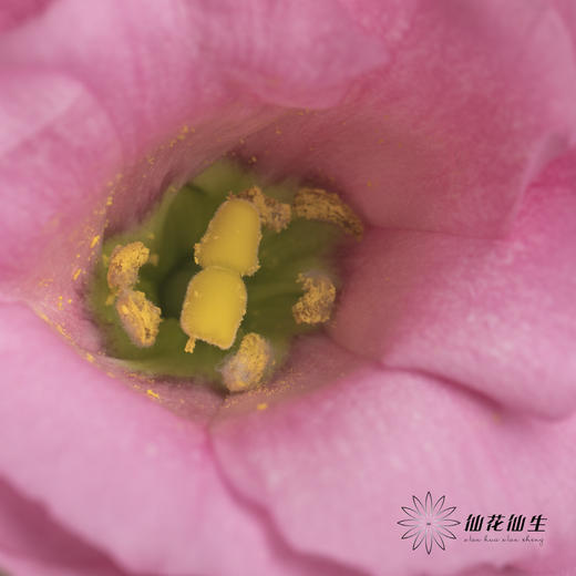 洋桔梗 | 粉色 商品图8