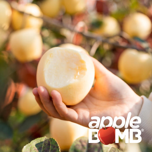 【脆甜浓香细腻】 [金色维纳斯]苹果   申通快递 商品图6