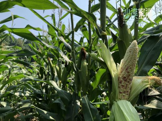【10号晚24点截单】【限量限时特惠 滇本味云南小玉米4斤 绿色盒装】软糯香甜，回味甘甜，传统种植，营养健康！ 商品图4