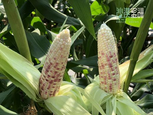 【10号晚24点截单】【限量限时特惠 滇本味云南小玉米4斤 绿色盒装】软糯香甜，回味甘甜，传统种植，营养健康！ 商品图3