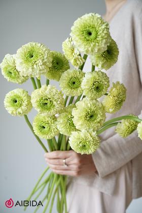 非洲菊重瓣·爱丁堡绿色