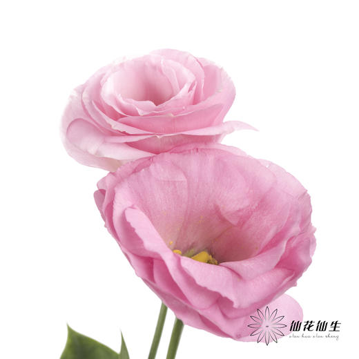 洋桔梗 | 粉色 商品图3