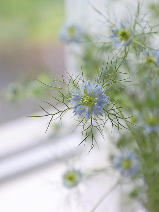 黑种草【绕过山河错落，才发现你是人间烟火】简小姐精选 稀有浪漫温柔少女系花材 黑种草1束  48小时发货 商品图2