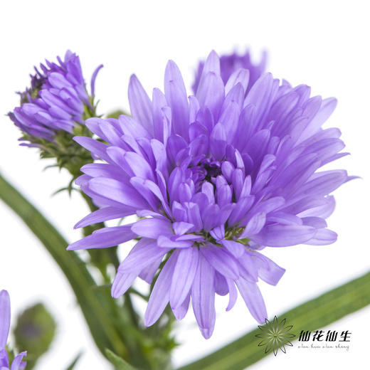 配花 | 孔雀草紫色 商品图1