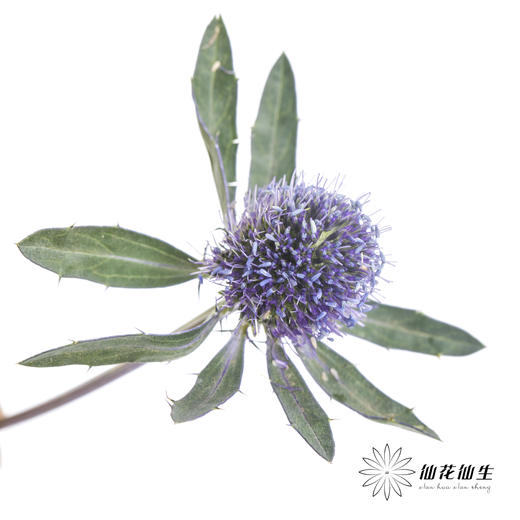 配果 | 情人果【运输途中果子易掉，介意慎拍】 商品图1