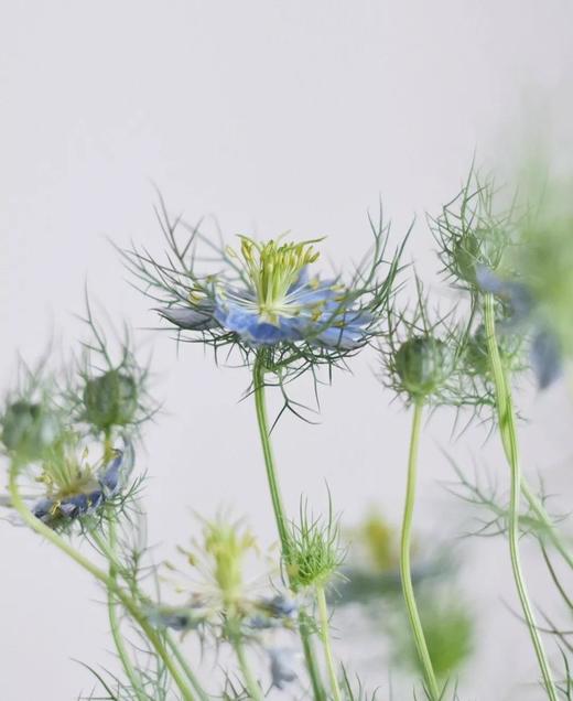 黑种草【绕过山河错落，才发现你是人间烟火】简小姐精选 稀有浪漫温柔少女系花材 黑种草1束  48小时发货 商品图3