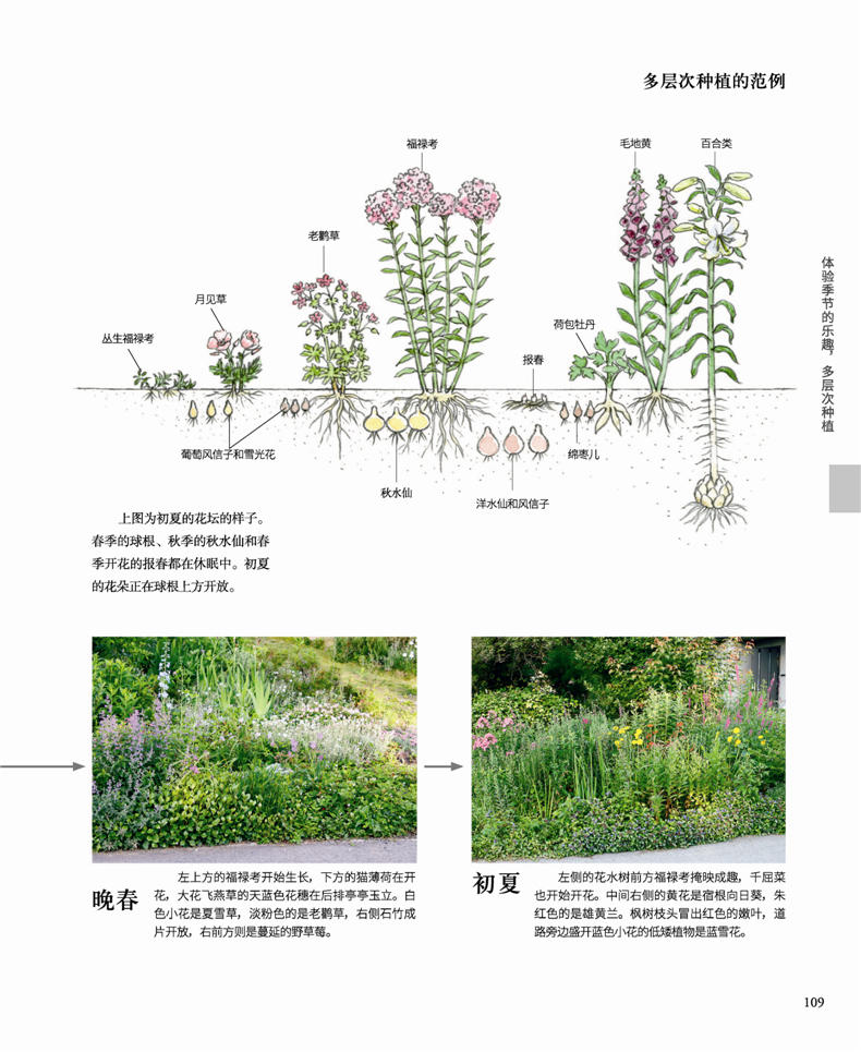 不败的花园 宿根花卉全书