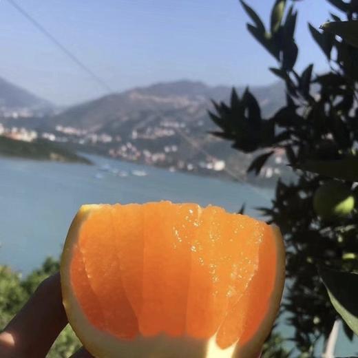 2025年湖北秭归九月红脐橙 多规格 全国包邮 商品图1