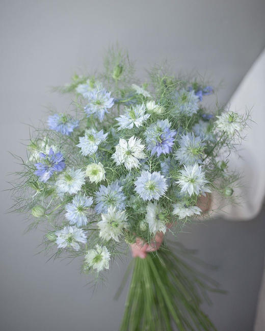 黑种草【绕过山河错落，才发现你是人间烟火】简小姐精选 稀有浪漫温柔少女系花材 黑种草1束  48小时发货 商品图1