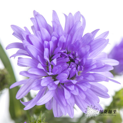 配花 | 孔雀草紫色 商品图0