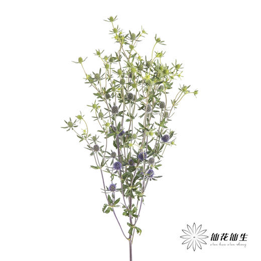 配果 | 情人果【运输途中果子易掉，介意慎拍】 商品图4