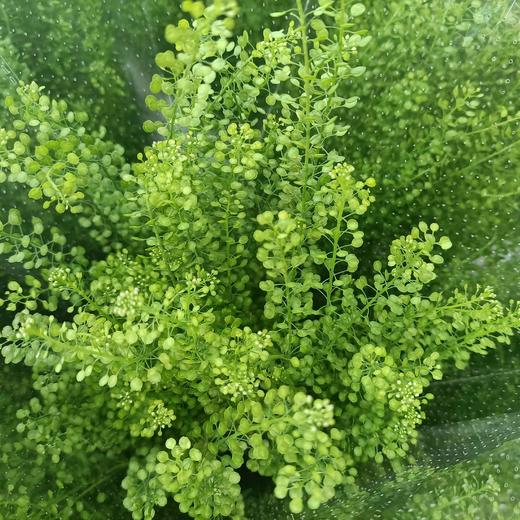 【惹人怜爱】绿铃草（BB草）若干枝/扎 商品图8