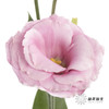 洋桔梗 | 粉色 商品缩略图5