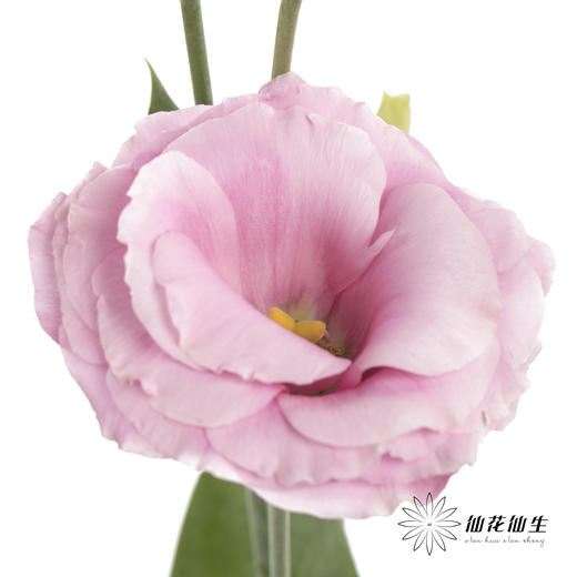 洋桔梗 | 粉色 商品图5