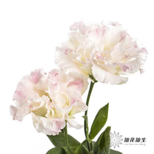 洋桔梗 | 阳光粉 商品图3