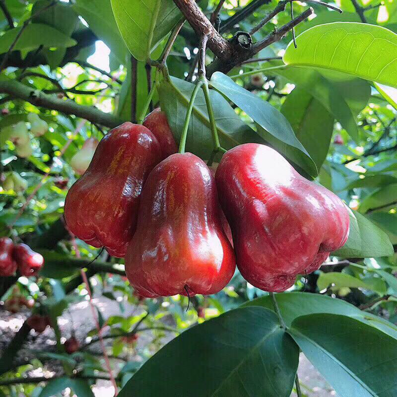 海南黑金刚新鲜莲雾4斤