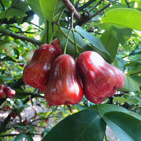 海南黑金刚新鲜莲雾4斤